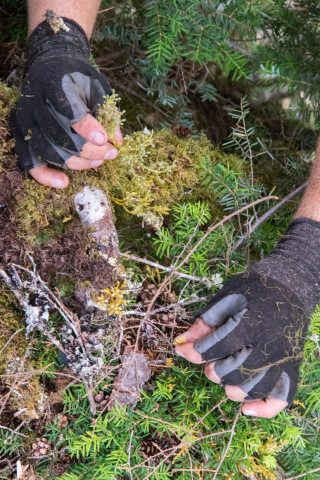 Dwarf Mistletoe Survey 2019