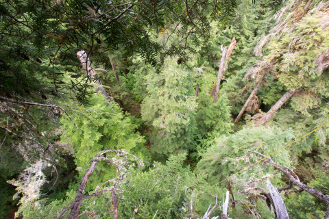 Dwarf Mistletoe Survey 2019