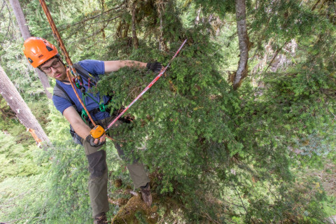 Dwarf Mistletoe Survey 2019