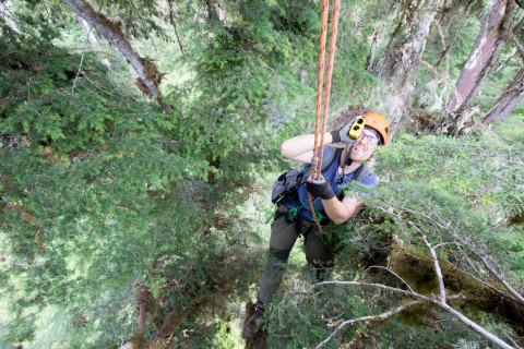 Dwarf Mistletoe Survey 2019