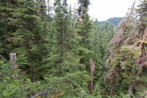 Dwarf Mistletoe Survey 2019
