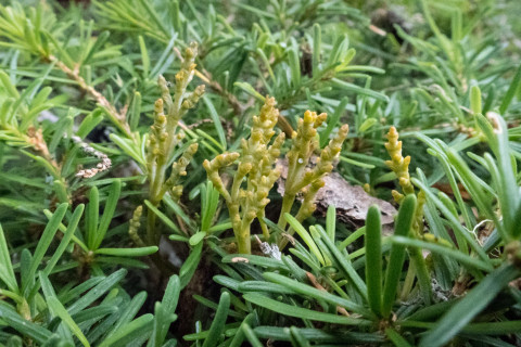 Dwarf Mistletoe Survey 2019