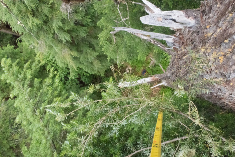 Dwarf Mistletoe Survey 2019