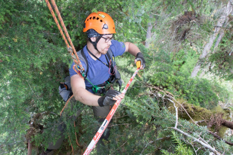 Dwarf Mistletoe Survey 2019