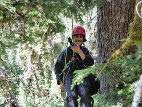 Dwarf Mistletoe Survey 2019