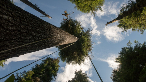 Dwarf Mistletoe Survey 2019