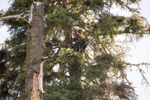 Dwarf Mistletoe Survey 2019
