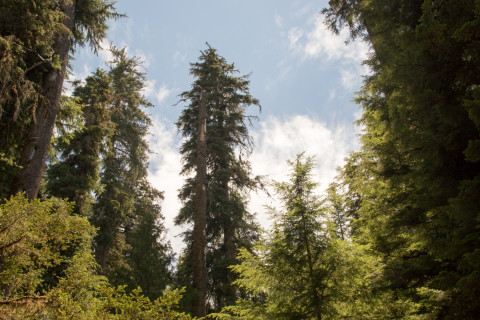 Dwarf Mistletoe Survey 2019