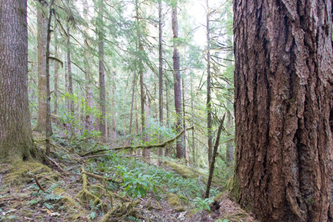 Forests of Oregon Elevation Gradient (FOREG) 2019