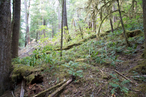Forests of Oregon Elevation Gradient (FOREG) 2019