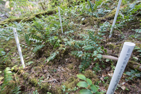 Forests of Oregon Elevation Gradient (FOREG) 2019