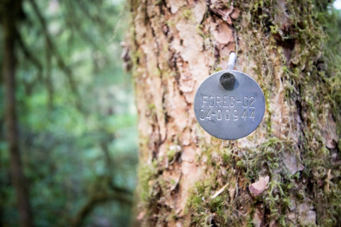 Forests of Oregon Elevation Gradient (FOREG) 2019