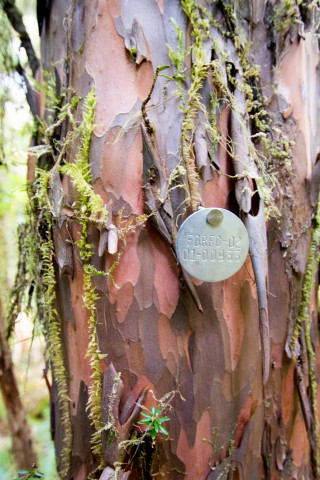 Forests of Oregon Elevation Gradient (FOREG) 2019