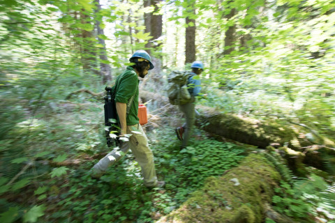 Forests of Oregon Elevation Gradient (FOREG) 2019