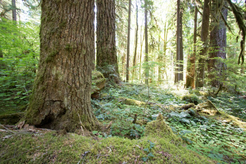 Forests of Oregon Elevation Gradient (FOREG) 2019