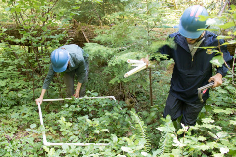 Forests of Oregon Elevation Gradient (FOREG) 2019