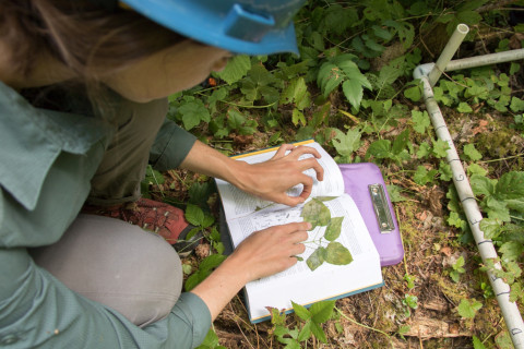 Forests of Oregon Elevation Gradient (FOREG) 2019