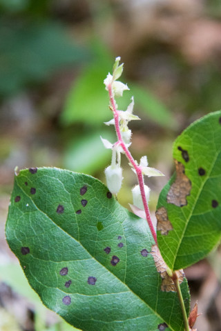 Forests of Oregon Elevation Gradient (FOREG) 2019
