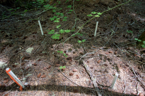 Forests of Oregon Elevation Gradient (FOREG) 2019