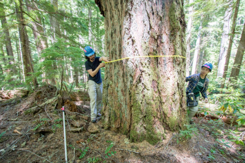 Forests of Oregon Elevation Gradient (FOREG) 2019