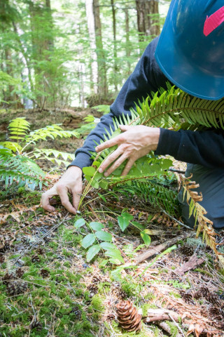 Forests of Oregon Elevation Gradient (FOREG) 2019