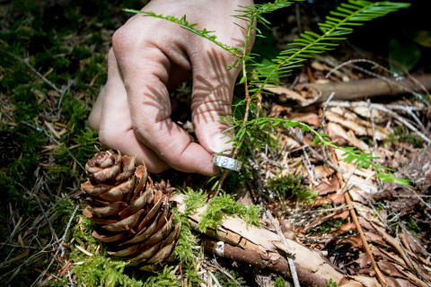 Forests of Oregon Elevation Gradient (FOREG) 2019