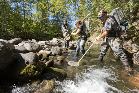 Lookout Creek Spatially Explicit Sampling of Aquatic Vertebrates