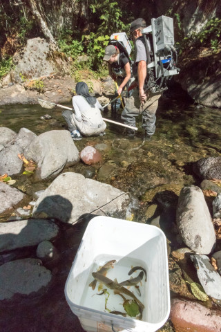 Lookout Creek Spatially Explicit Sampling of Aquatic Vertebrates