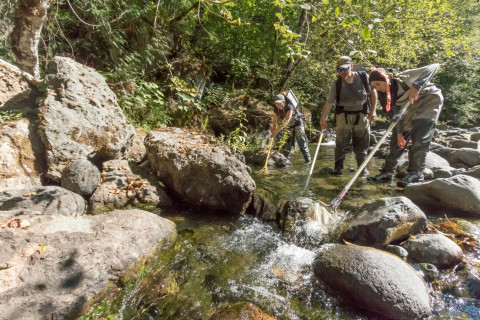 Lookout Creek Spatially Explicit Sampling of Aquatic Vertebrates