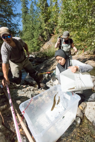 Lookout Creek Spatially Explicit Sampling of Aquatic Vertebrates