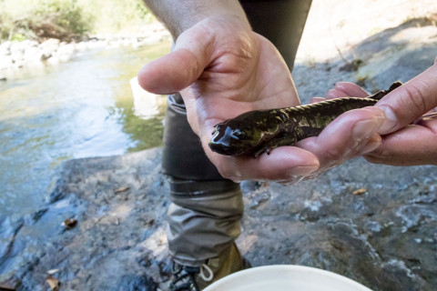 Lookout Creek Spatially Explicit Sampling of Aquatic Vertebrates
