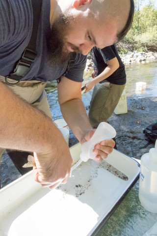 Lookout Creek Spatially Explicit Sampling of Aquatic Vertebrates