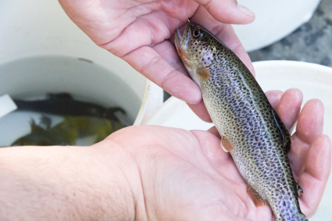 Lookout Creek Spatially Explicit Sampling of Aquatic Vertebrates