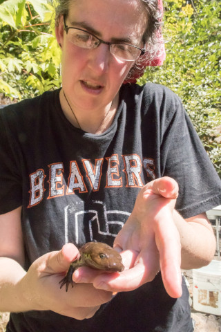Lookout Creek Spatially Explicit Sampling of Aquatic Vertebrates