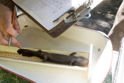Lookout Creek Spatially Explicit Sampling of Aquatic Vertebrates