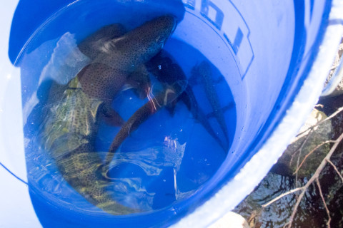 Lookout Creek Spatially Explicit Sampling of Aquatic Vertebrates