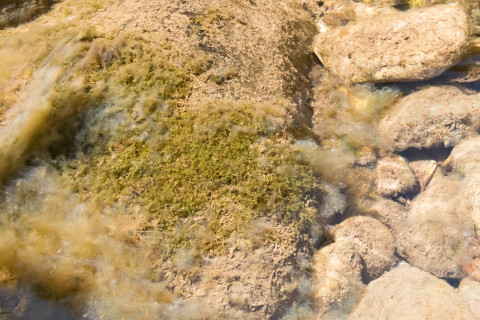 Lookout Creek Spatially Explicit Sampling of Aquatic Vertebrates