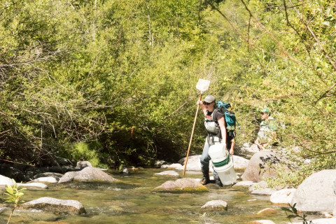 Lookout Creek Spatially Explicit Sampling of Aquatic Vertebrates