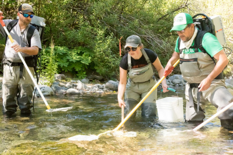 Lookout Creek Spatially Explicit Sampling of Aquatic Vertebrates