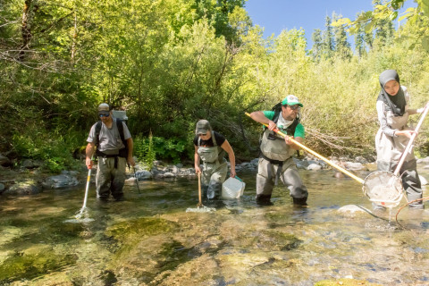 Lookout Creek Spatially Explicit Sampling of Aquatic Vertebrates