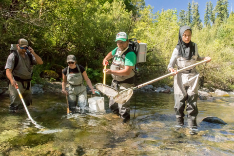 Lookout Creek Spatially Explicit Sampling of Aquatic Vertebrates