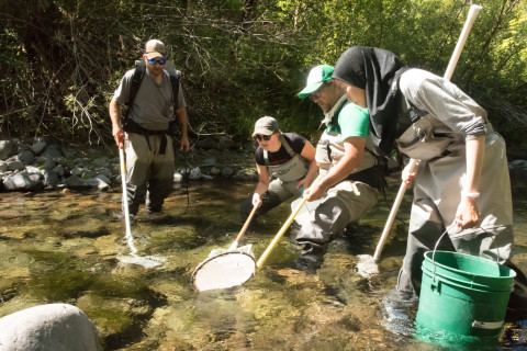 Lookout Creek Spatially Explicit Sampling of Aquatic Vertebrates