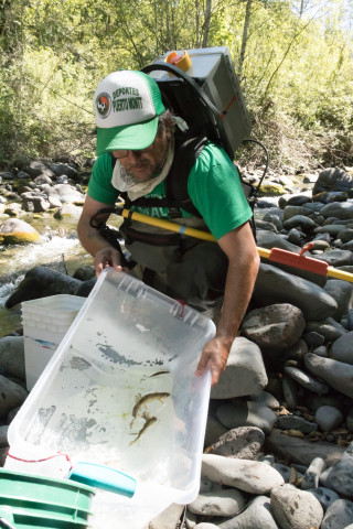 Lookout Creek Spatially Explicit Sampling of Aquatic Vertebrates