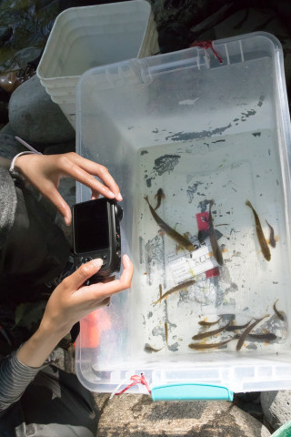 Lookout Creek Spatially Explicit Sampling of Aquatic Vertebrates