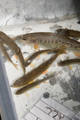 Lookout Creek Spatially Explicit Sampling of Aquatic Vertebrates