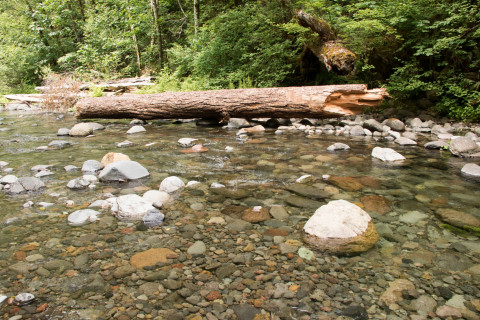 Stream Cross Section Study 2019