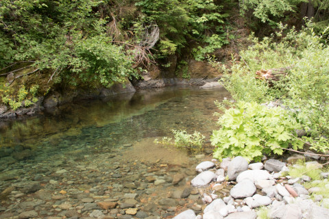 Stream Cross Section Study 2019