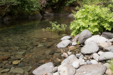 Stream Cross Section Study 2019