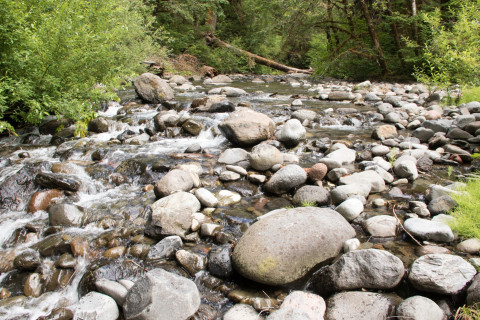 Stream Cross Section Study 2019