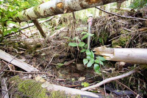 WS01 hydrology